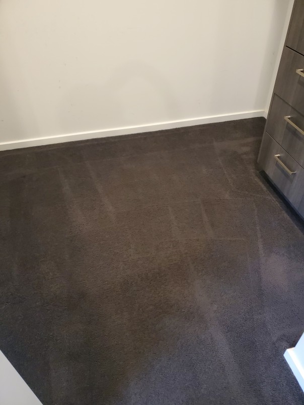 Professional Carpet Steam Cleaning Results